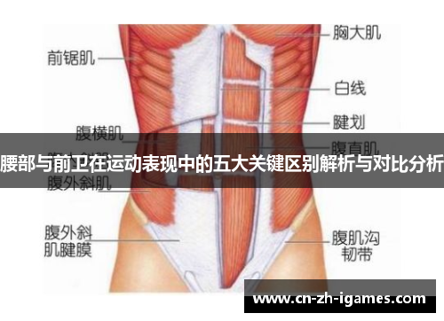 腰部与前卫在运动表现中的五大关键区别解析与对比分析